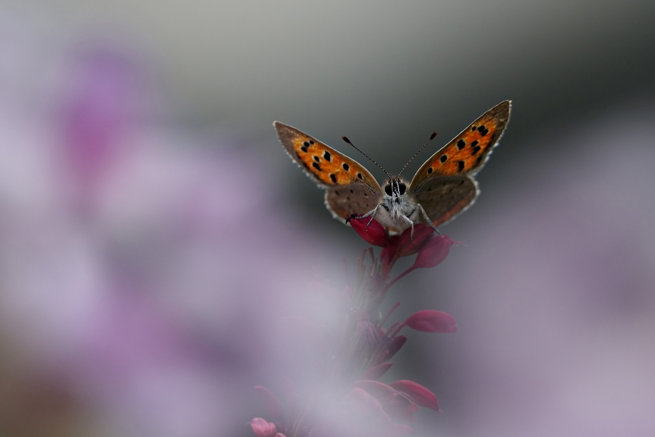 Kleine vuurvlinder in de nazomerzon - Geleedpotigen - Kleine vuurvlinder