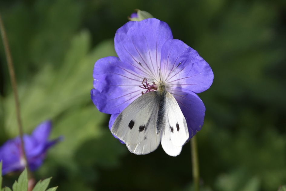 Koolwitje - Geleedpotigen - 