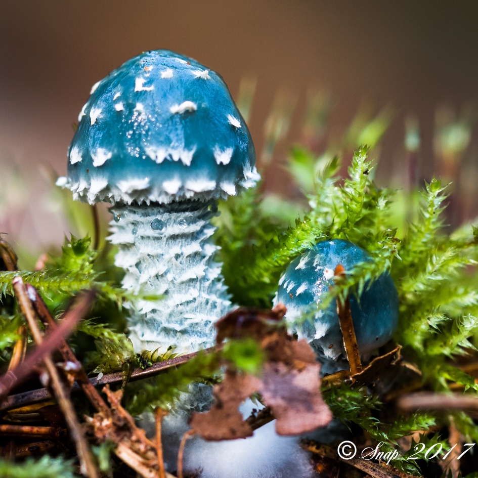 Kopergroenzwam - Schimmels - De kopergroenzwam