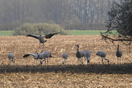 Kraanvogels bijeen