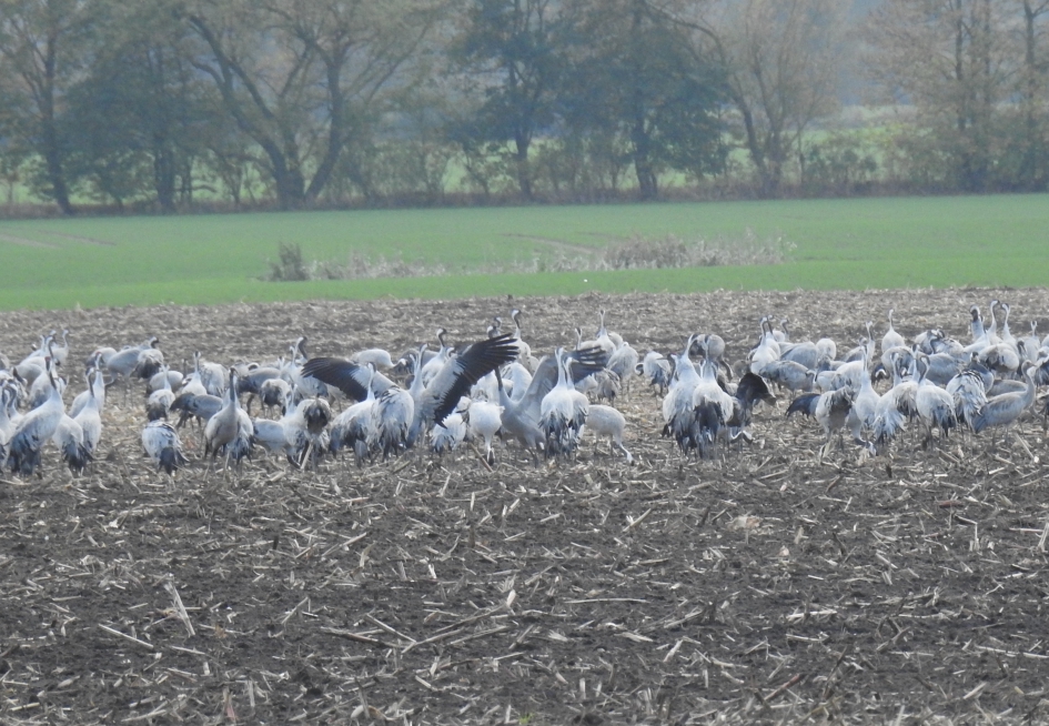 Kraanvogels in grote groepen bij elkaar - Vogels - Kraanvogel