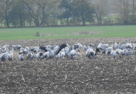 Kraanvogels in grote groepen bij elkaar