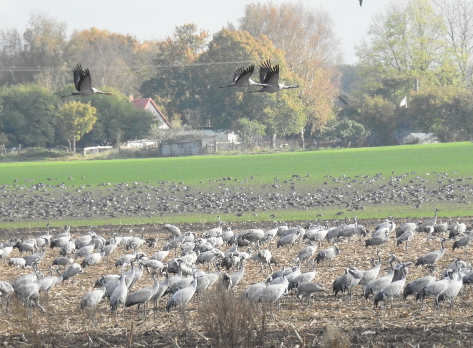 Kraanvogels verzamelen zich tegen de avond - Vogels - Kraanvogel