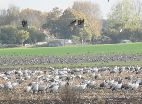 Kraanvogels verzamelen zich tegen de avond