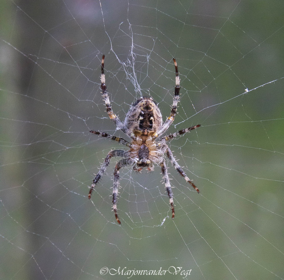 Kruisspin - Geleedpotigen - Kruisspin