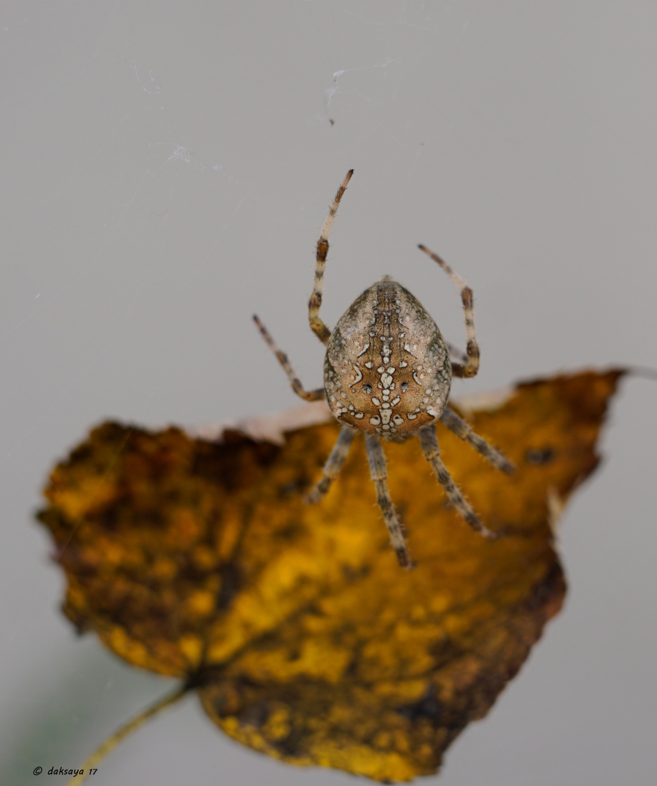 Kruisspin - Geleedpotigen - 