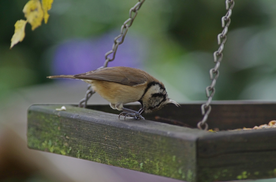 Kuifmees - Vogels - Kuifmees