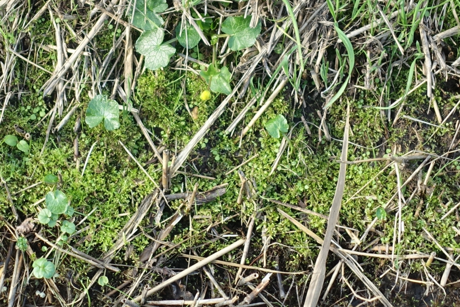 Laatste/eerste speenkruid 30 oktober 2017 - Planten - Speenkruid