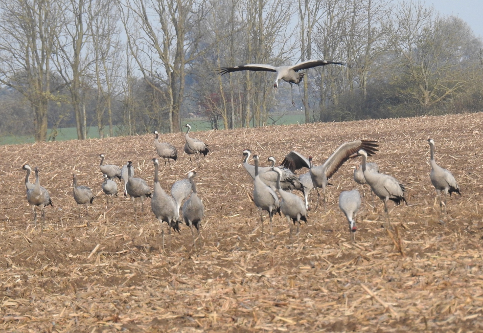 Landende kraanvogels - Vogels - Kraanvogel