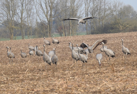 Landende kraanvogels