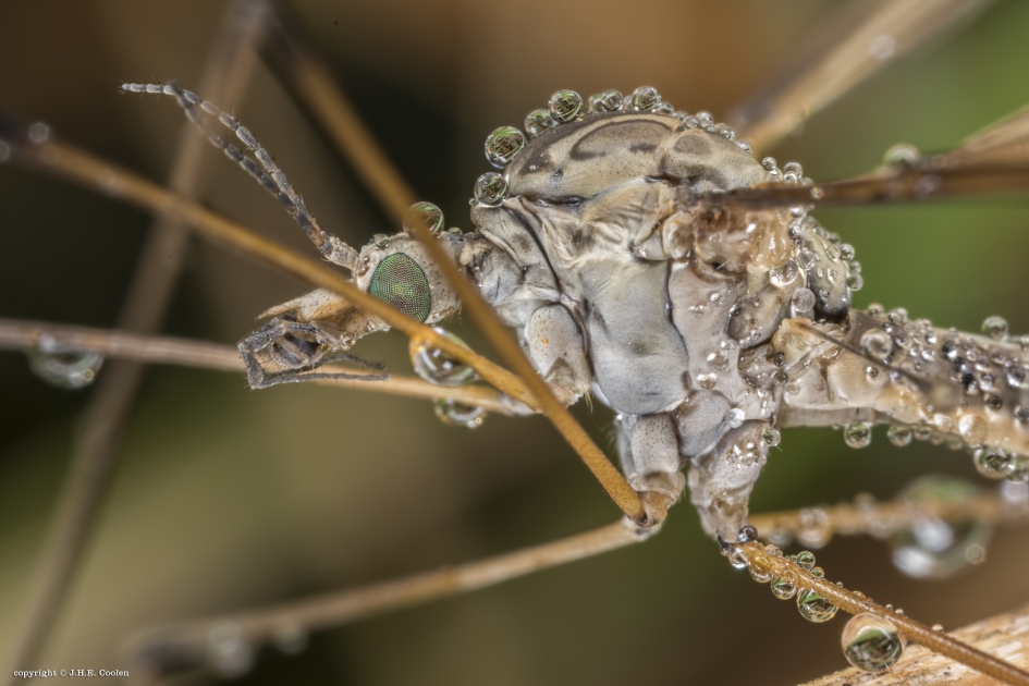 Langpootmug - Geleedpotigen - Langpootmug