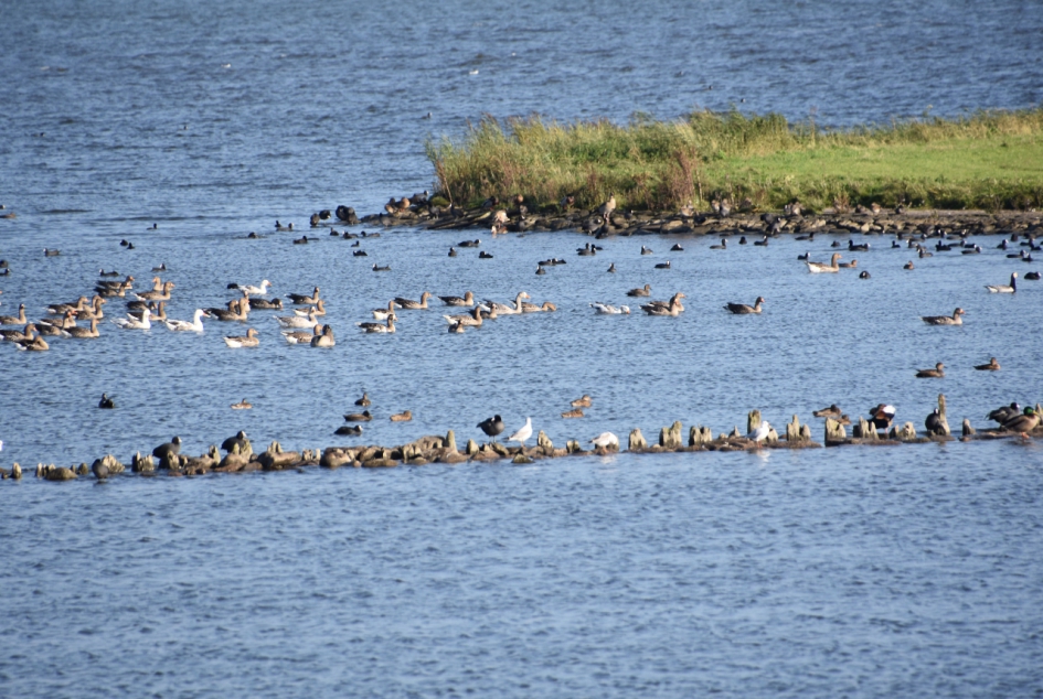 Langs de Westzeedijk - Vogels - 