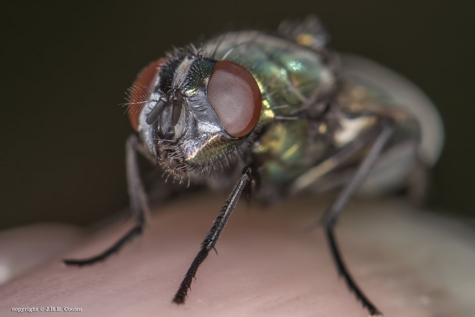Langste tijd - Geleedpotigen - Vleesvlieg
