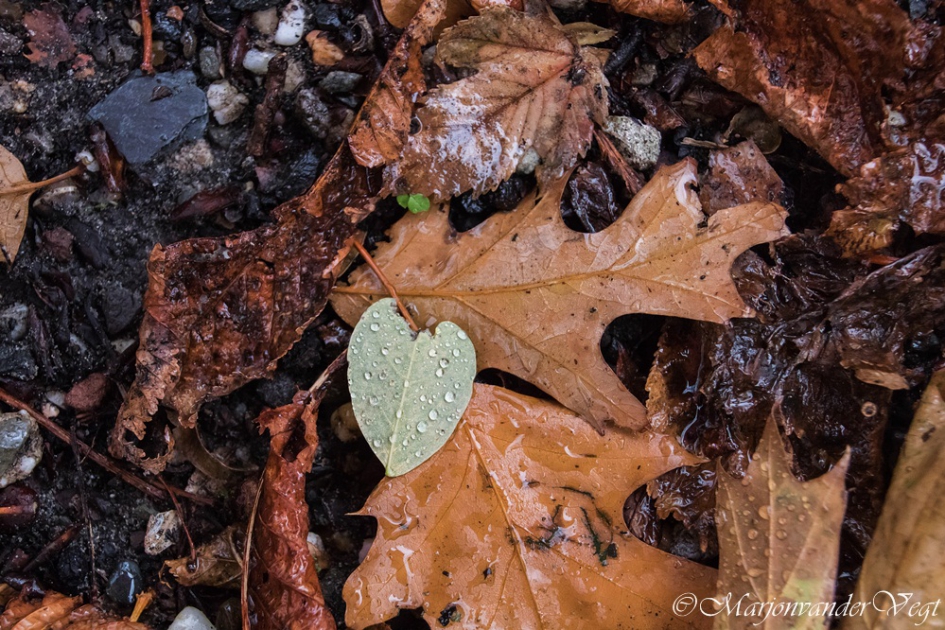 Leafs - Planten - bladeren