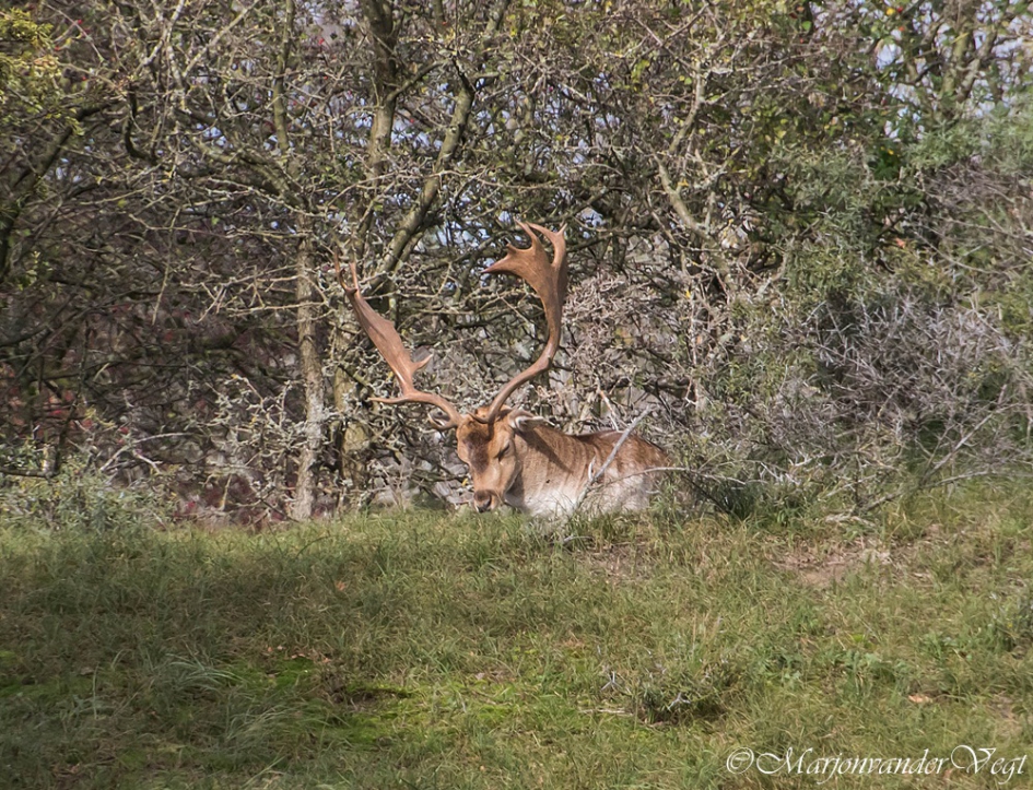 Lekker dutten - Zoogdieren - Damhert