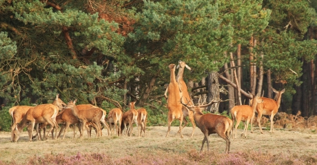 Lepelen van hindes op de Veluwe