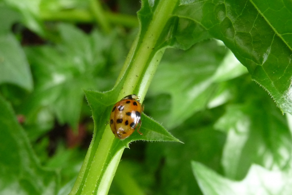LHB - Geleedpotigen - 