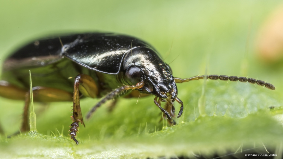 Loopkever - Geleedpotigen - Loopkever