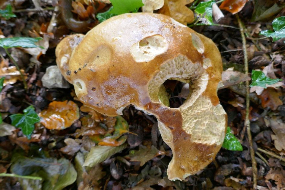 Luchtige en smakelijke paddestoel - Schimmels - 