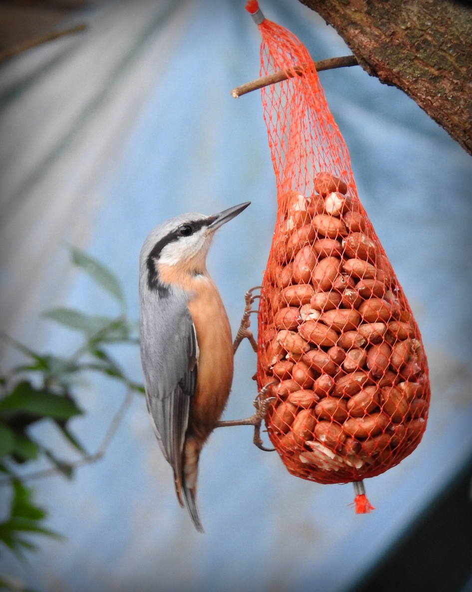 ...maar ook gek op pinda's - Vogels - Boomklever