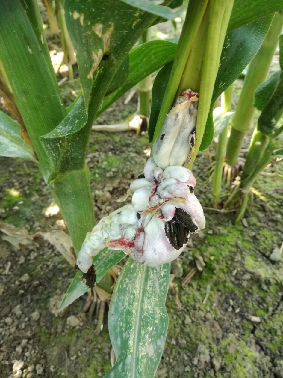 mais - Planten - mais