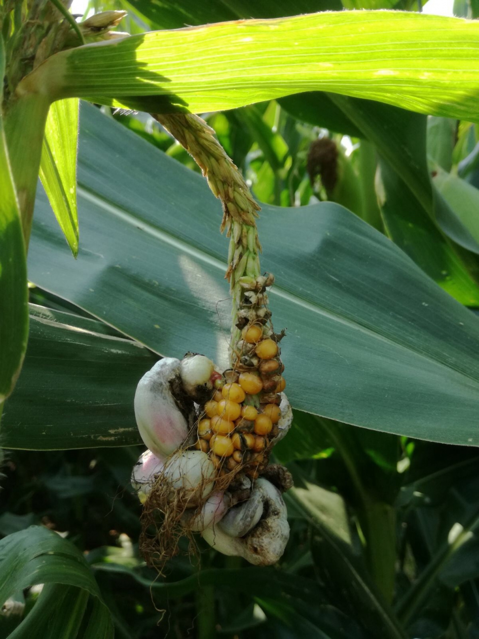 mais - Planten - mais