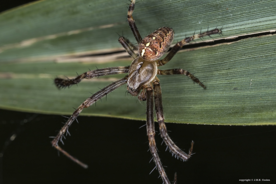 Man op kruistocht. - Geleedpotigen - Kruisspin