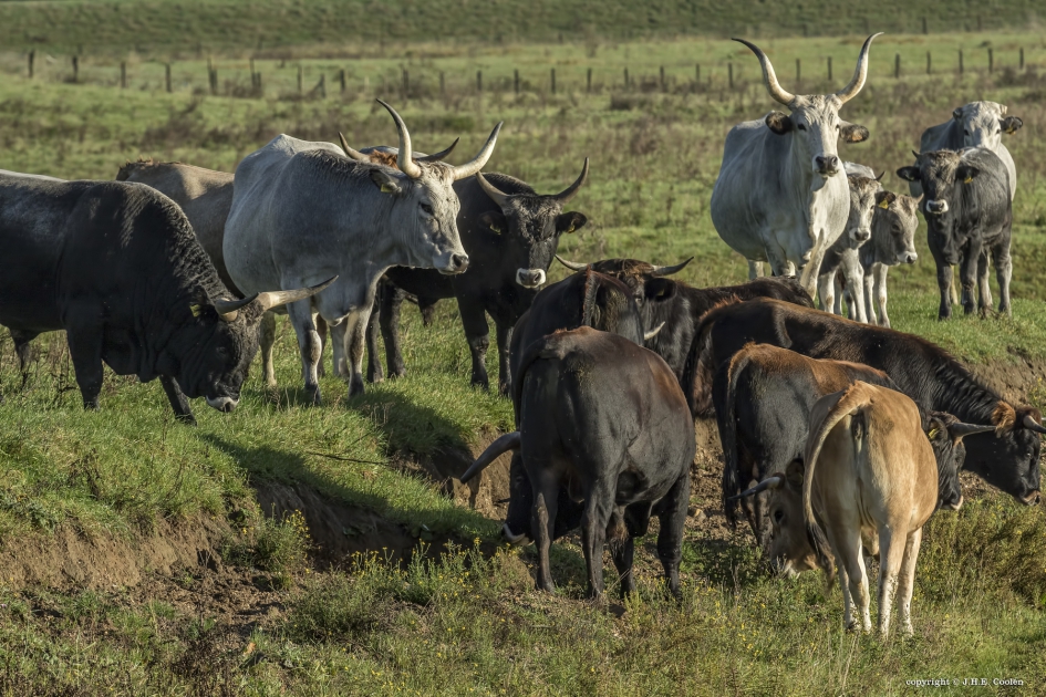 Maremmana runderen - Zoogdieren - Maremmana runderen
