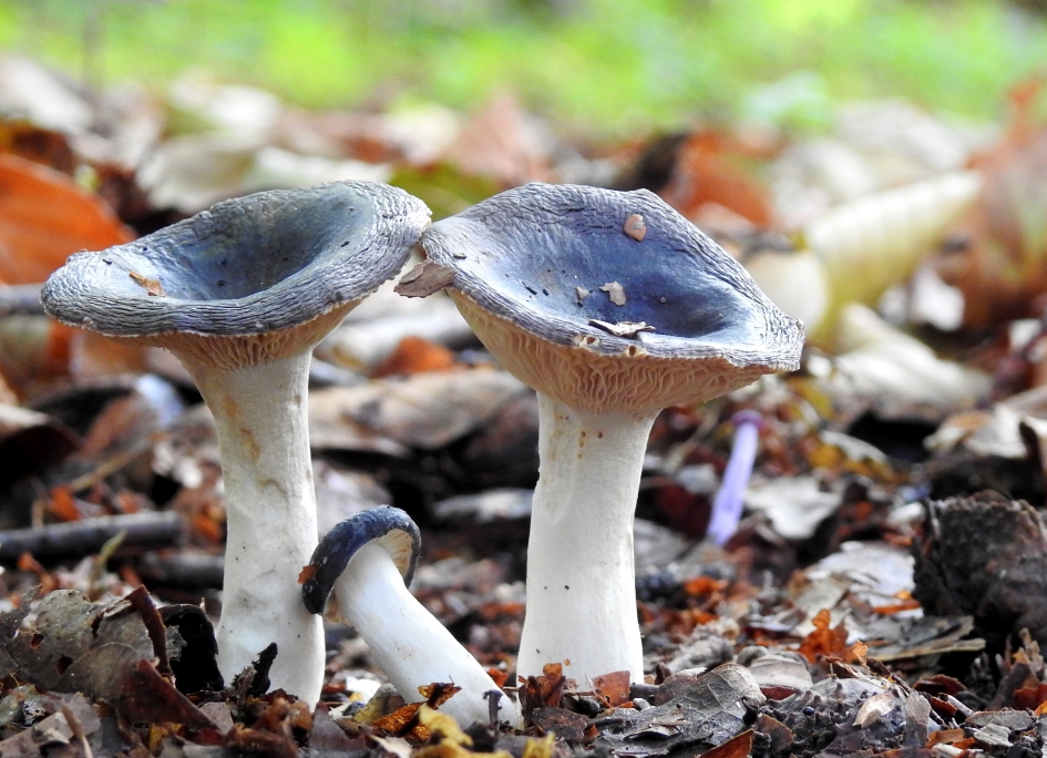 Matrozen - Schimmels - 