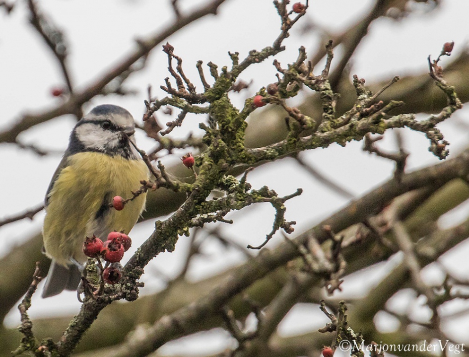 Meesje - Vogels - Pimpelmeesje