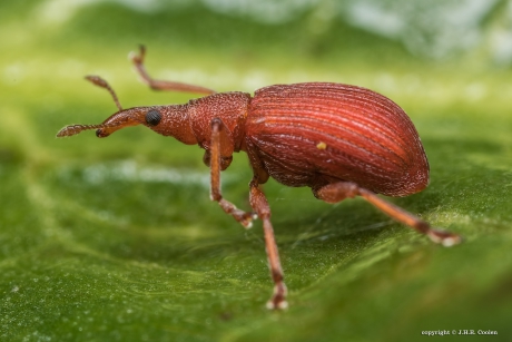 Menierode Zuringspitsmuisje