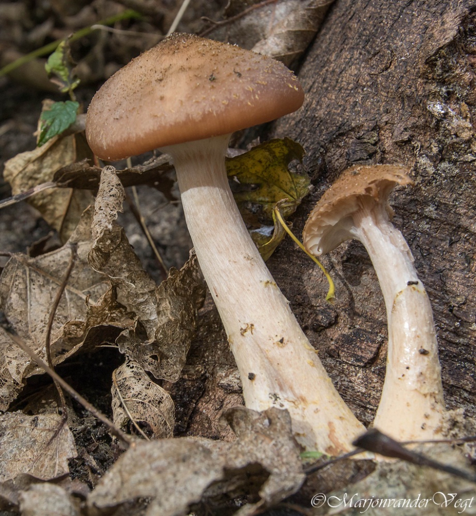 Met z'n 2n - Schimmels - bundel honingzwam