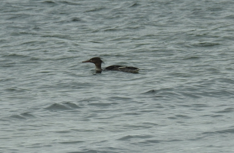 Middelste zaagbek vrouw