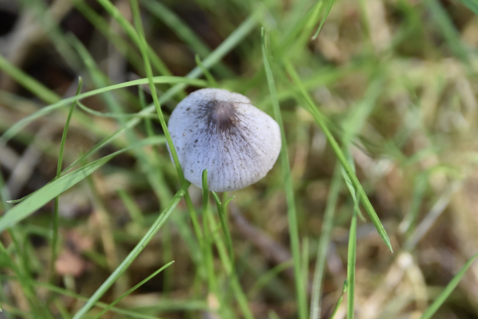 Mini paddenstoeltje - Schimmels - 