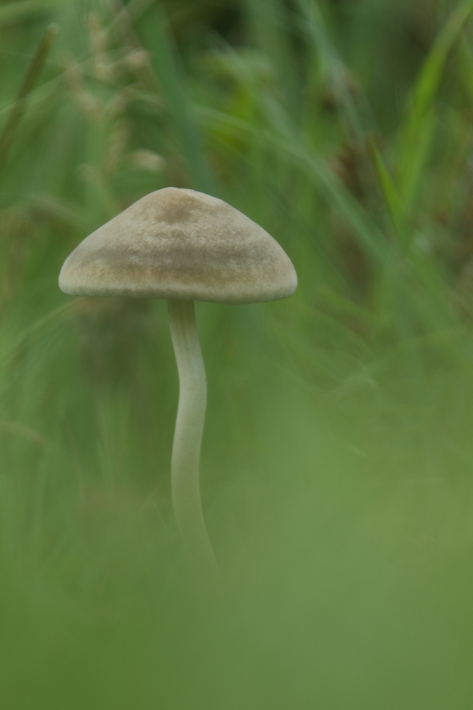 mistige ochtend - Schimmels - 