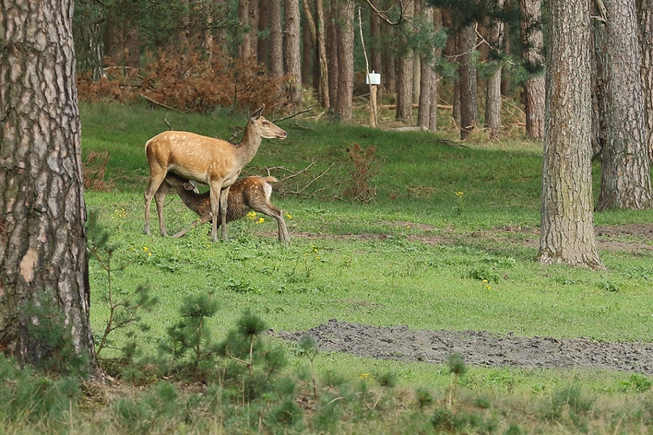 moeder en jong - Zoogdieren - 