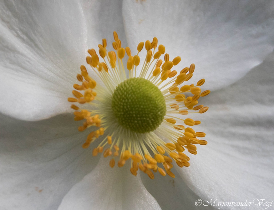 Mooi hart - Planten - geen id