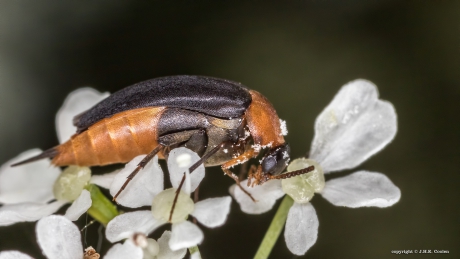 Mordellochroa abdominalis