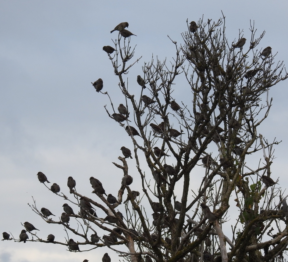 Musseninvasie - Vogels - Huismus