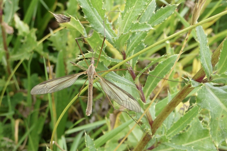Langpootmug - Geleedpotigen - 