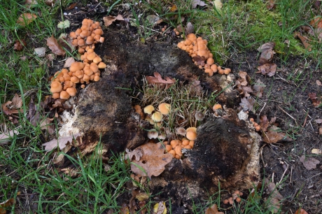 Stronk met verschillende paddenstoelen