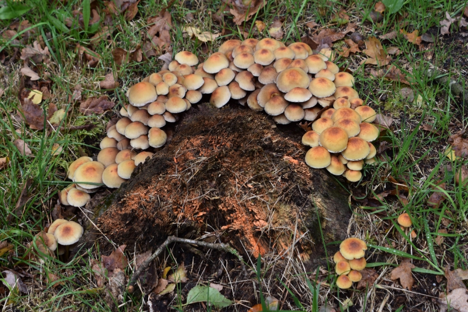 Paddenstoelen krans - Schimmels - 
