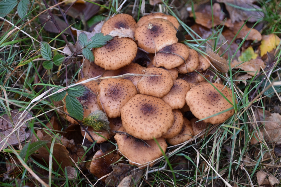 Bergje paddenstoelen - Schimmels - 