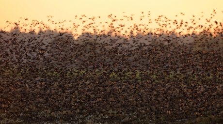 Naar het laatste licht ...