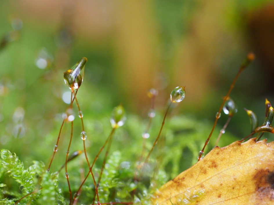 Nat - Planten - Mos, nat door de regen