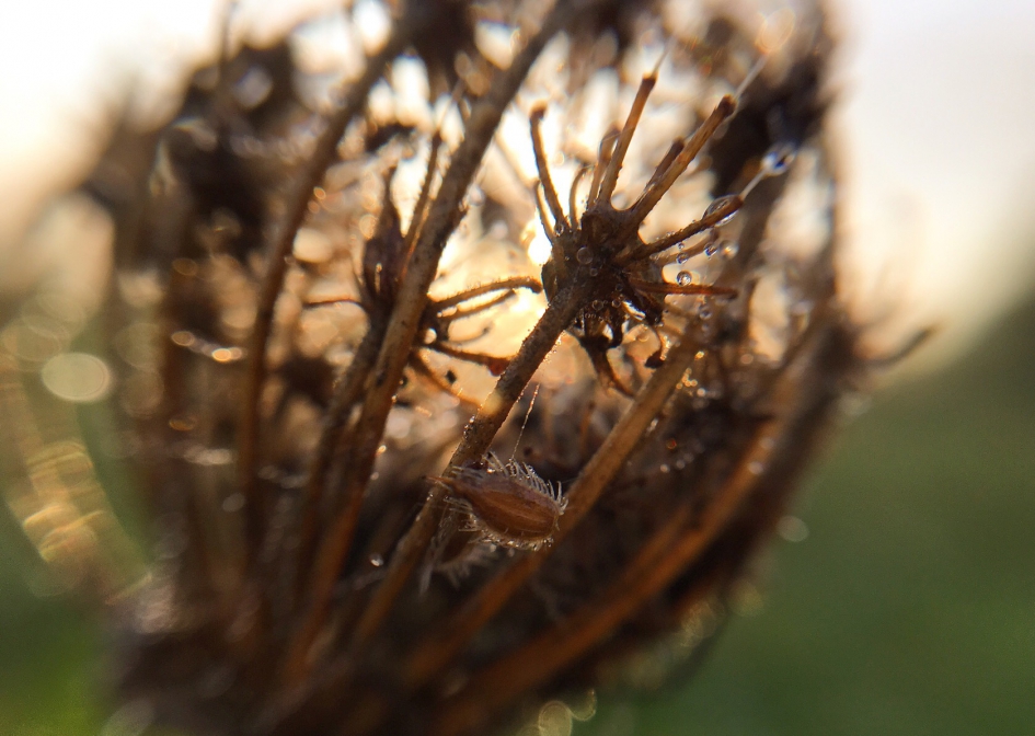 Natuur lamp - Planten - 