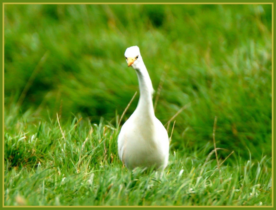 nieuwschierig - Vogels - Koereiger