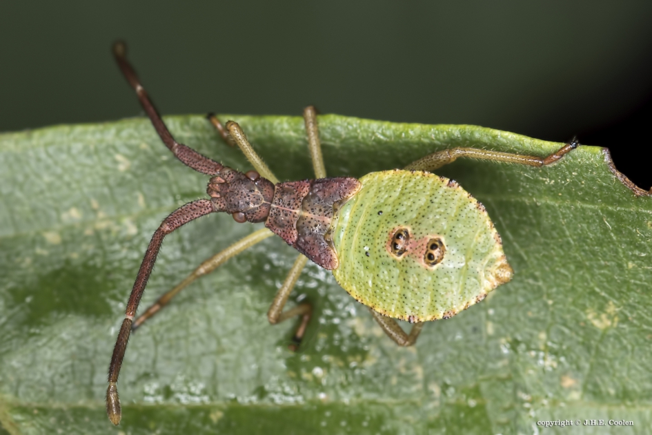 Nimf van.... - Geleedpotigen - Smalle Randwants