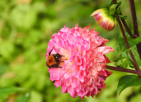 Nog altijd bloemen, dus......