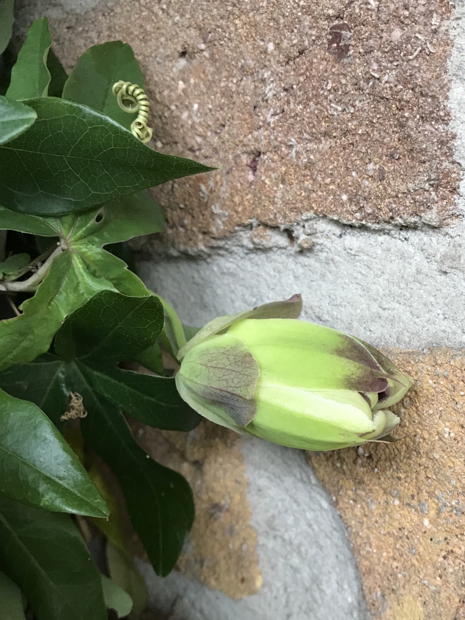 Nog bloemknoppen.. - Planten - 